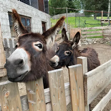 Appartamento Schmied In Oberdrum *